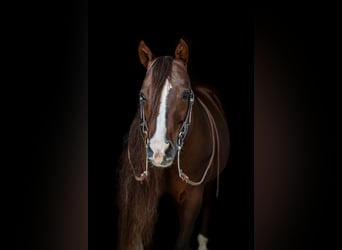 American Quarter Horse, Hengst, 8 Jaar, 145 cm, Donkere-vos