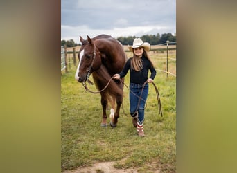 American Quarter Horse, Hengst, 8 Jaar, 145 cm, Donkere-vos