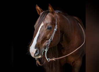 American Quarter Horse, Hengst, 8 Jaar, 145 cm, Donkere-vos