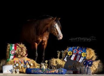 American Quarter Horse, Hengst, 13 Jahre, 148 cm, Dunkelbrauner