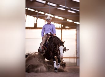 American Quarter Horse, Hengst, 13 Jahre, 148 cm, Dunkelbrauner