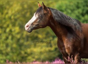 American Quarter Horse, Hengst, 13 Jahre, 148 cm, Dunkelbrauner
