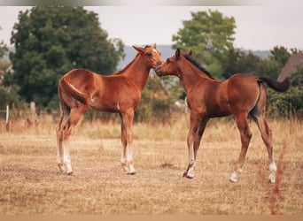 American Quarter Horse, Hengst, 6 Jahre, 154 cm, Dunkelfuchs