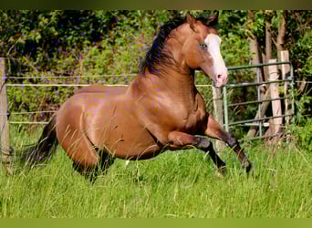 American Quarter Horse, Hengst, 16 Jahre, 146 cm, Falbe