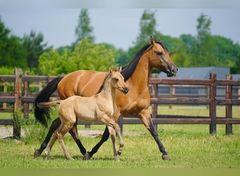 American Quarter Horse, Hengst, , 100 cm, Red Dun