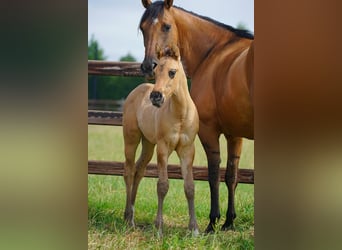 American Quarter Horse, Hengst, , 100 cm, Red Dun