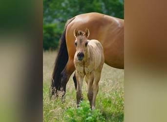 American Quarter Horse, Hengst, , 100 cm, Red Dun
