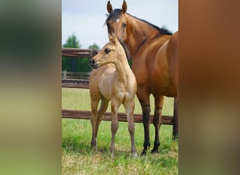American Quarter Horse, Hengst, , 100 cm, Red Dun