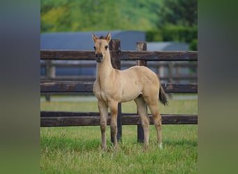 American Quarter Horse, Hengst, , 100 cm, Red Dun