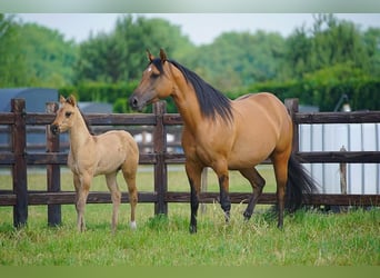 American Quarter Horse, Hengst, , 100 cm, Red Dun