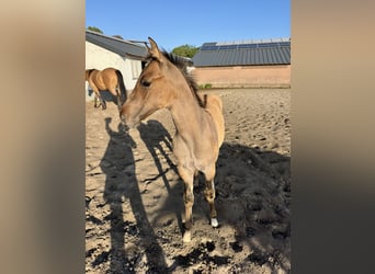 American Quarter Horse, Hengst, , 100 cm, Red Dun