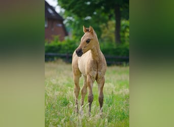 American Quarter Horse, Hengst, , 100 cm, Red Dun