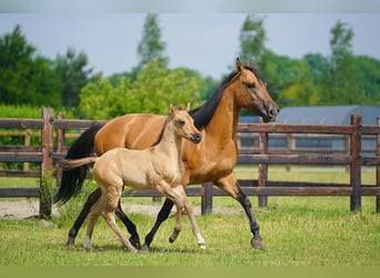 American Quarter Horse, Hengst, , 100 cm, Red Dun