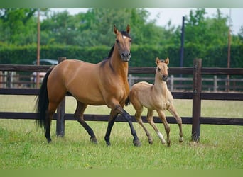 American Quarter Horse, Hengst, , 100 cm, Red Dun