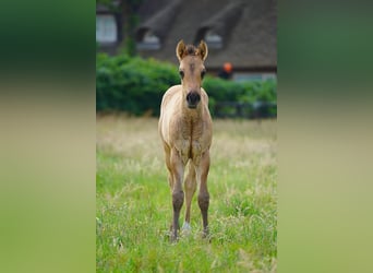 American Quarter Horse, Hengst, , 100 cm, Red Dun