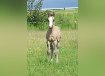 American Quarter Horse, Hengst, Fohlen (05/2026), 110 cm, Grullo