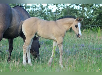American Quarter Horse, Hengst, Fohlen (05/2026), 110 cm, Grullo