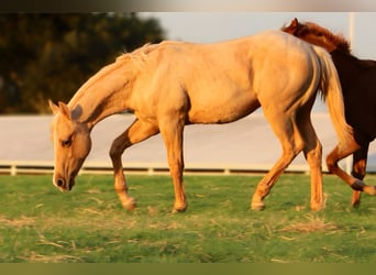 American Quarter Horse, Hengst, Fohlen (10/2025), 132 cm, Palomino