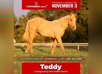 American Quarter Horse, Hengst, Fohlen (10/2025), 132 cm, Palomino
