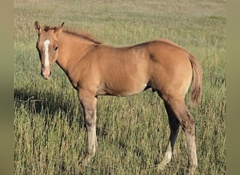 American Quarter Horse, Hengst, Fohlen (05/2025), 142 cm, Falbe