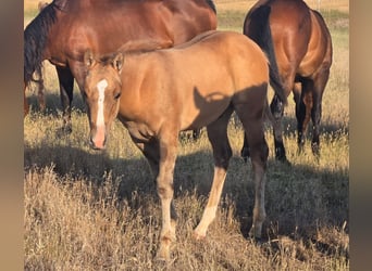 American Quarter Horse, Hengst, Fohlen (05/2025), 142 cm, Falbe
