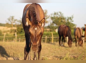 American Quarter Horse, Hengst, , 145 cm, Grullo