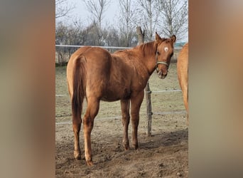 American Quarter Horse, Hengst, Fohlen (04/2025), 145 cm, Red Dun