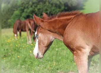 American Quarter Horse, Hengst, Fohlen (05/2025), 145 cm, Roan-Red