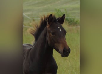 American Quarter Horse, Hengst, Fohlen (03/2025), 145 cm, Schwarzbrauner