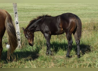 American Quarter Horse, Hengst, Fohlen (03/2025), 145 cm, Schwarzbrauner