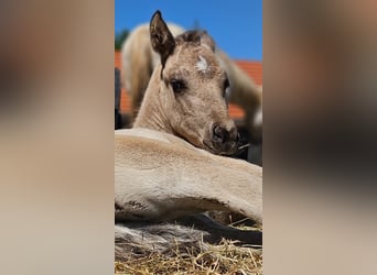 American Quarter Horse, Hengst, , 145 cm