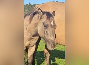 American Quarter Horse, Hengst, Fohlen (04/2025), 145 cm