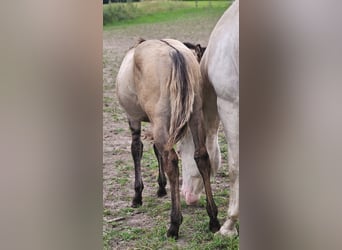 American Quarter Horse, Hengst, Fohlen (04/2025), 145 cm