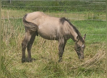 American Quarter Horse, Hengst, Fohlen (04/2025), 145 cm