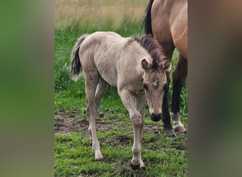 American Quarter Horse, Hengst, , 145 cm