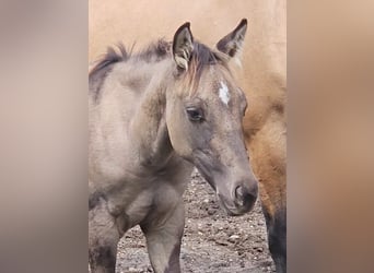 American Quarter Horse, Hengst, Fohlen (04/2025), 145 cm