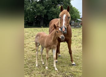 American Quarter Horse, Hengst, Fohlen (04/2026), 146 cm, Roan-Red