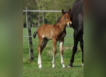 American Quarter Horse, Hengst, Fohlen (04/2026), 148 cm, Brauner