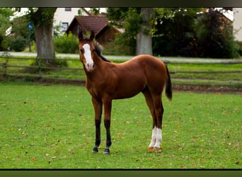 American Quarter Horse, Hengst, Fohlen (04/2026), 148 cm, Brauner