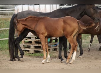 American Quarter Horse, Hengst, Fohlen (04/2026), 148 cm, Fuchs