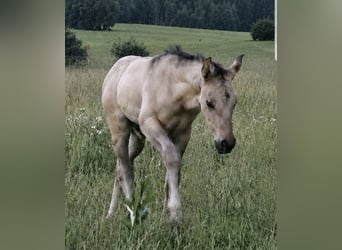 American Quarter Horse, Hengst, Fohlen (05/2026), 148 cm, Grullo