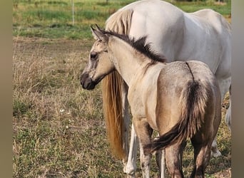American Quarter Horse, Hengst, Fohlen (05/2026), 148 cm, Grullo