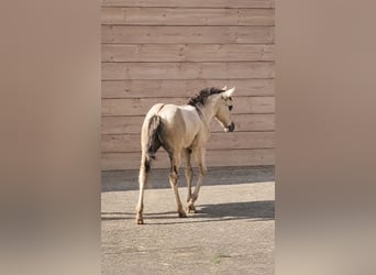 American Quarter Horse, Hengst, Fohlen (05/2026), 148 cm, Grullo