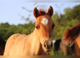 American Quarter Horse, Hengst, Fohlen (03/2023), 148 cm, Red Dun