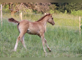 American Quarter Horse, Hengst, Fohlen (03/2023), 148 cm, Red Dun