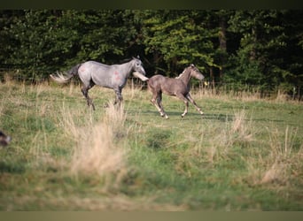 American Quarter Horse, Hengst, Fohlen (04/2024), 148 cm