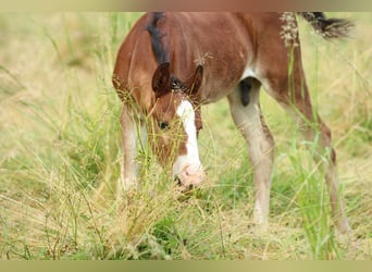 American Quarter Horse, Hengst, , 150 cm, Brauner