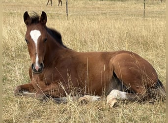 American Quarter Horse, Hengst, Fohlen (03/2026), 150 cm, Brauner