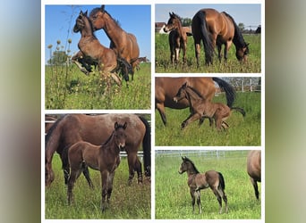 American Quarter Horse, Hengst, Fohlen (04/2024), 150 cm, Brauner