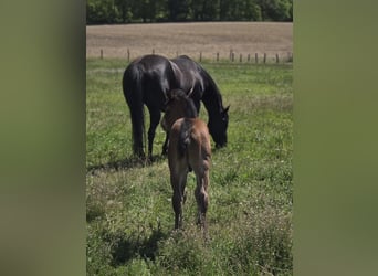 American Quarter Horse, Hengst, Fohlen (05/2026), 150 cm, Brauner